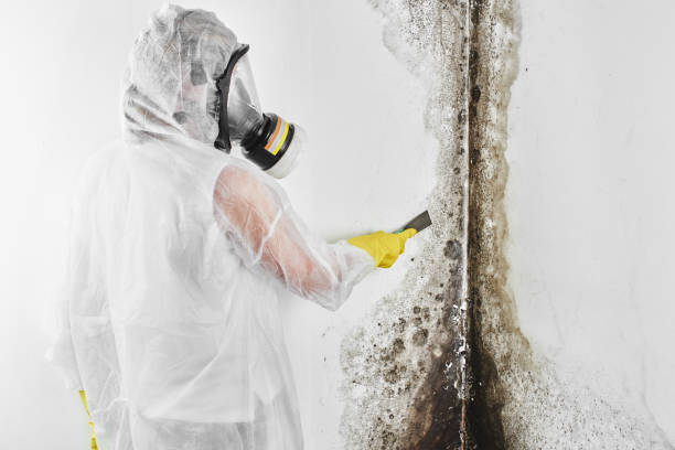 Best Commercial Mold Remediation in Hiller, PA